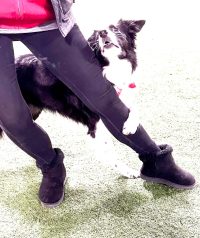 Paws In Motion - A Heelwork to Music Masterclass