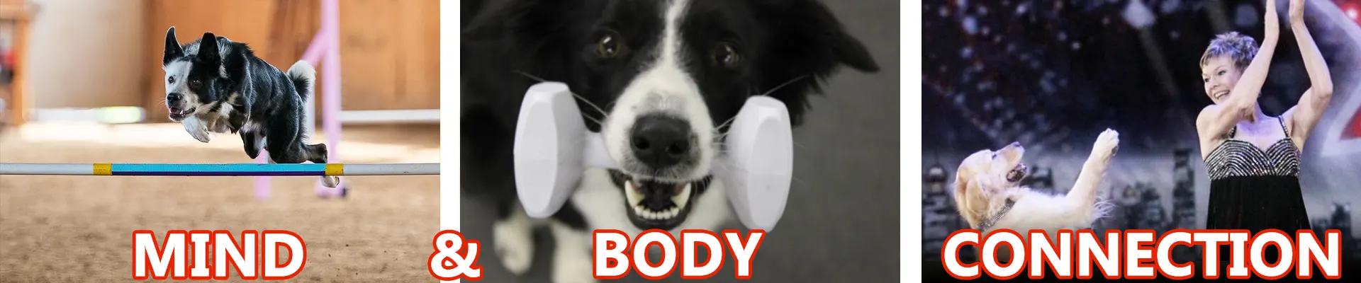 Cassandra's Canines - Mind & Body Connection