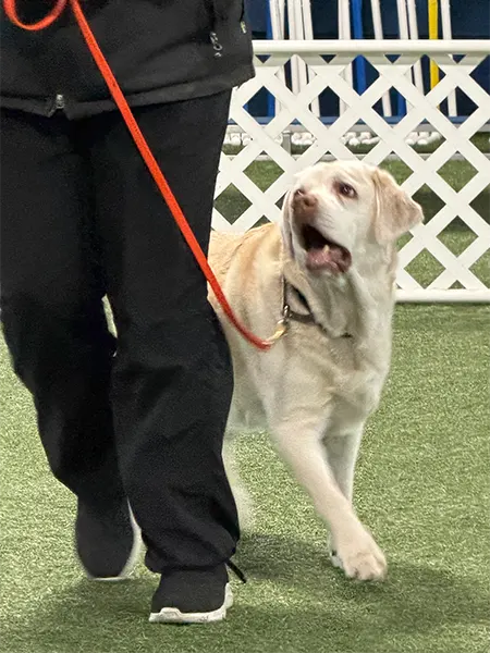 dog on red leash walking with owner