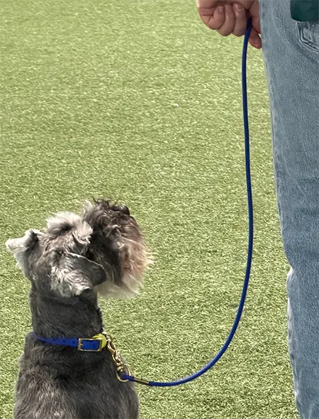 dog looking up at it's owner